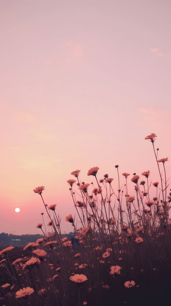 Sunset sky flower silhouette landscape.