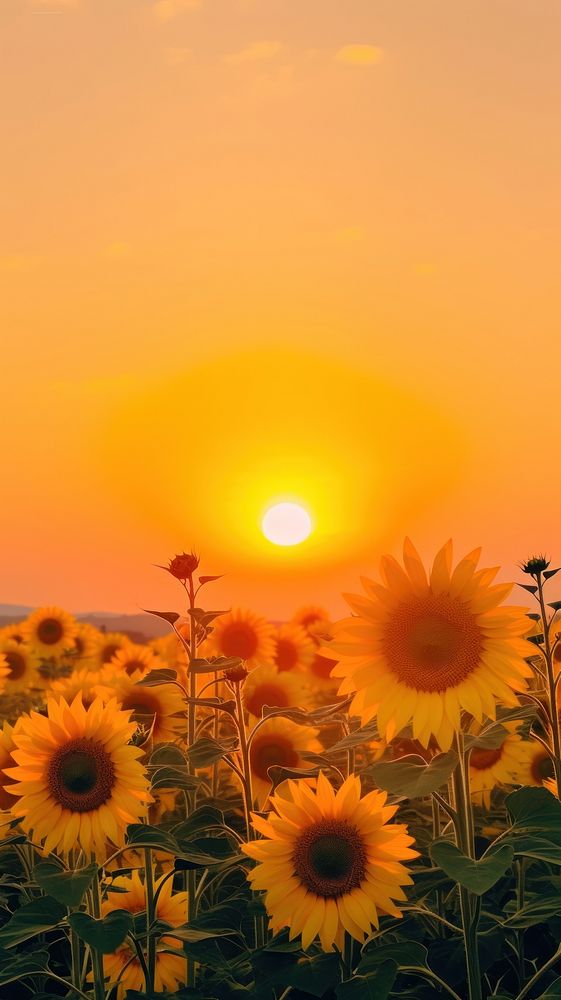 Sunset sky sunflower landscape sunlight.