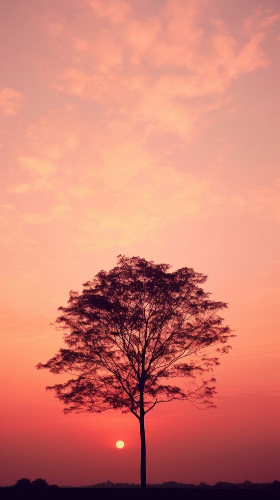 Sunset sky tree silhouette outdoors.
