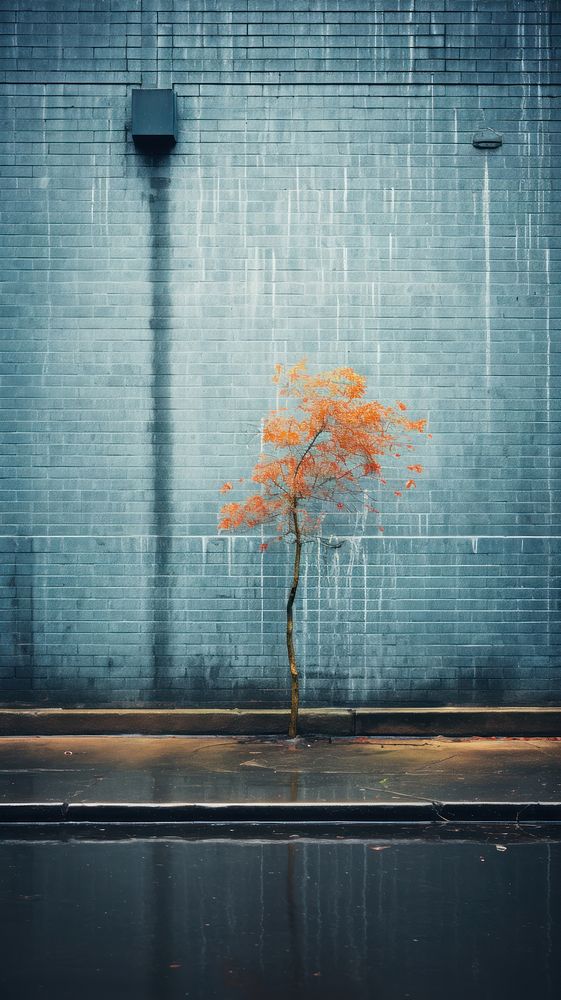 Large building wall in rainning architecture outdoors autumn.