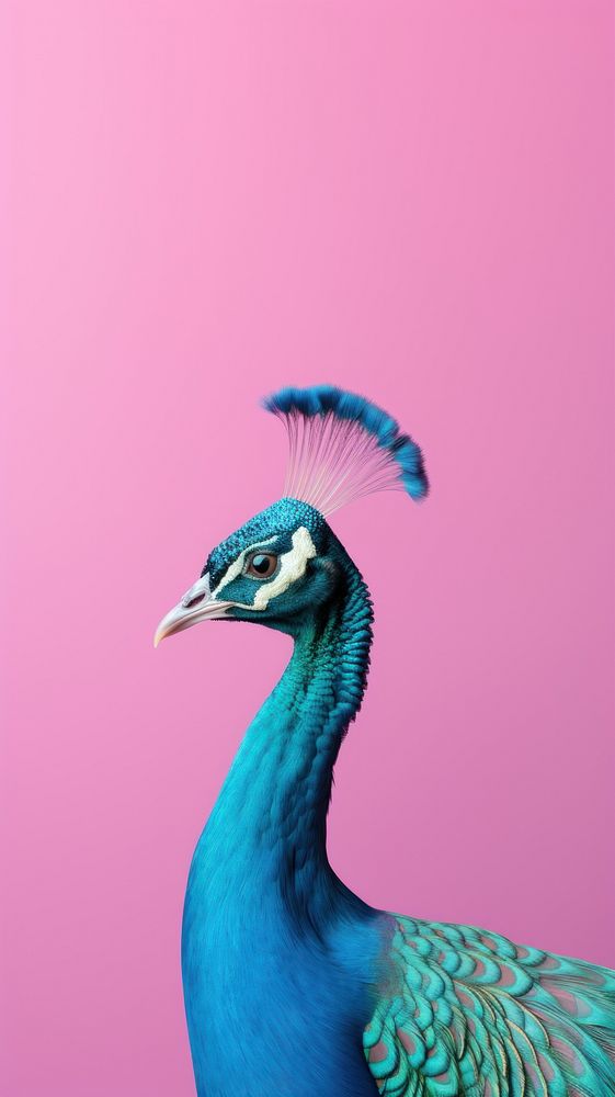Peacock animal bird beak.