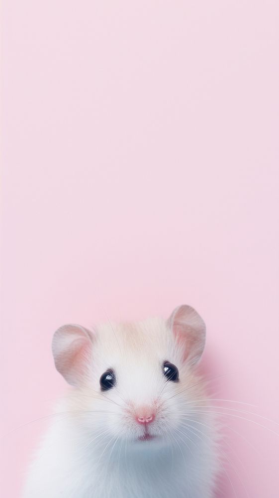 Hamster rodent animal mammal.