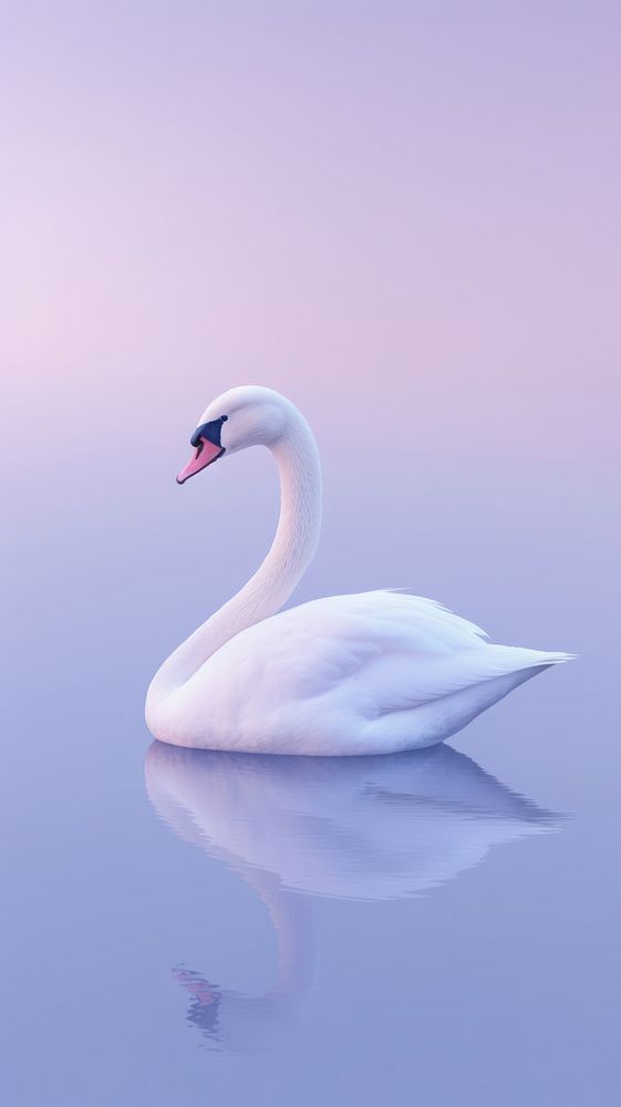 Duck animal swan bird.