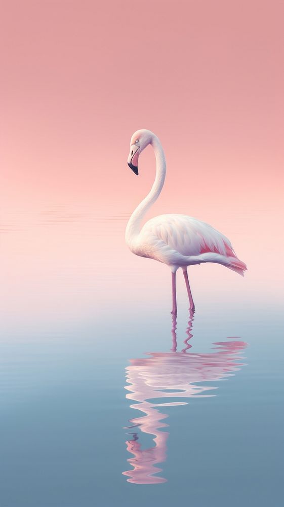 Flamingo animal bird reflection.