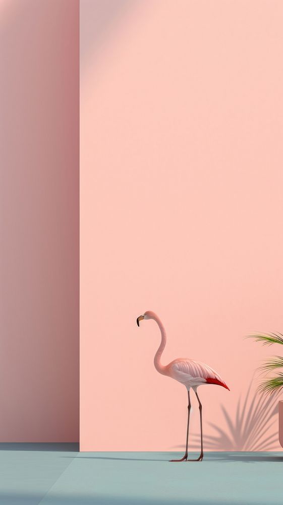 Flamingo animal bird wildlife.