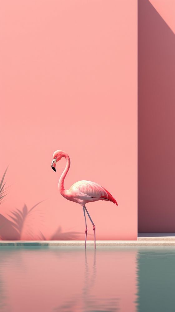 Flamingo animal bird reflection.