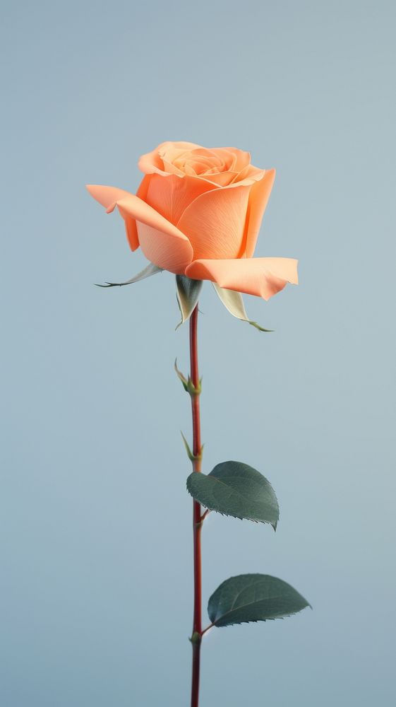 Orange rose flower plant inflorescence.