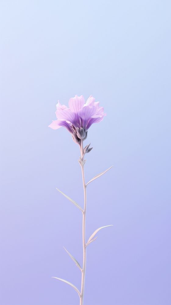 Lavender flower blossom purple petal.