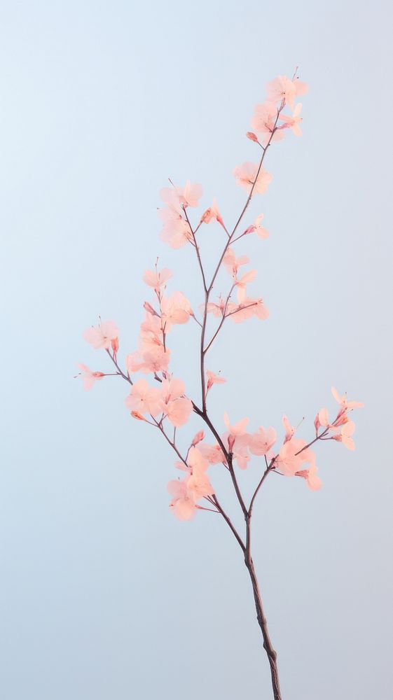 Sakura twig outdoors blossom nature.