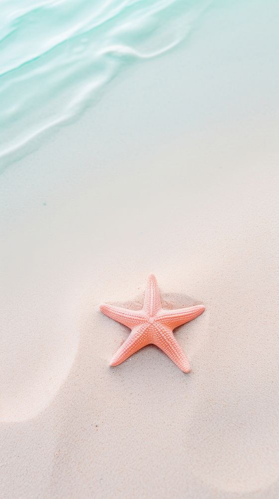 Sea star starfish animal sand.