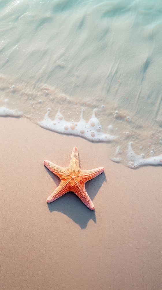 Sea star starfish sand invertebrate.