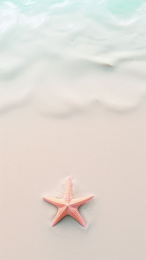 Sea star starfish sand transportation.