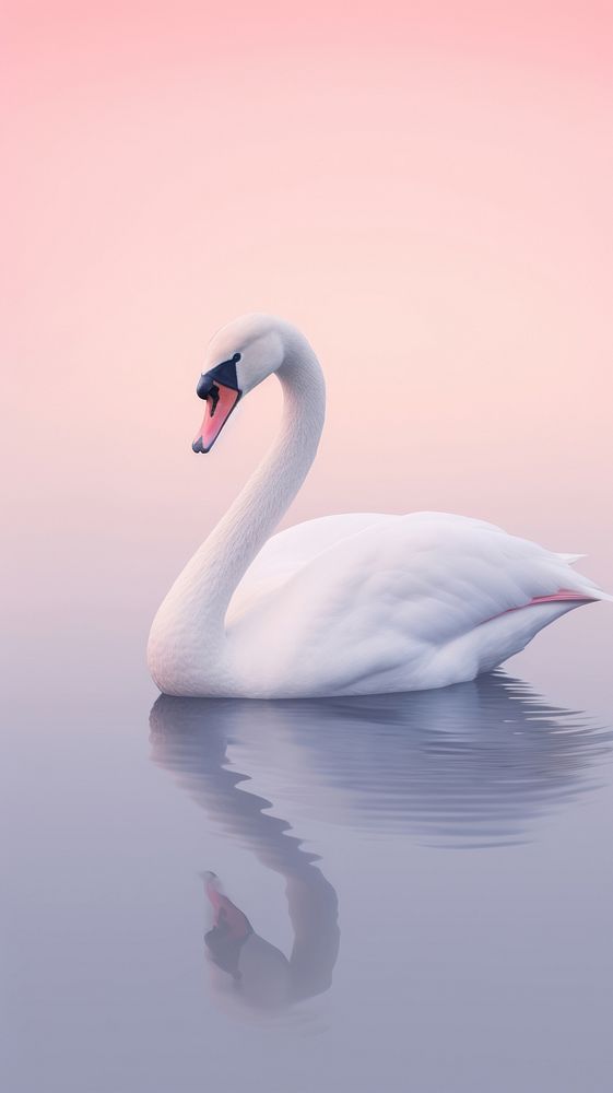 Swan animal bird reflection.