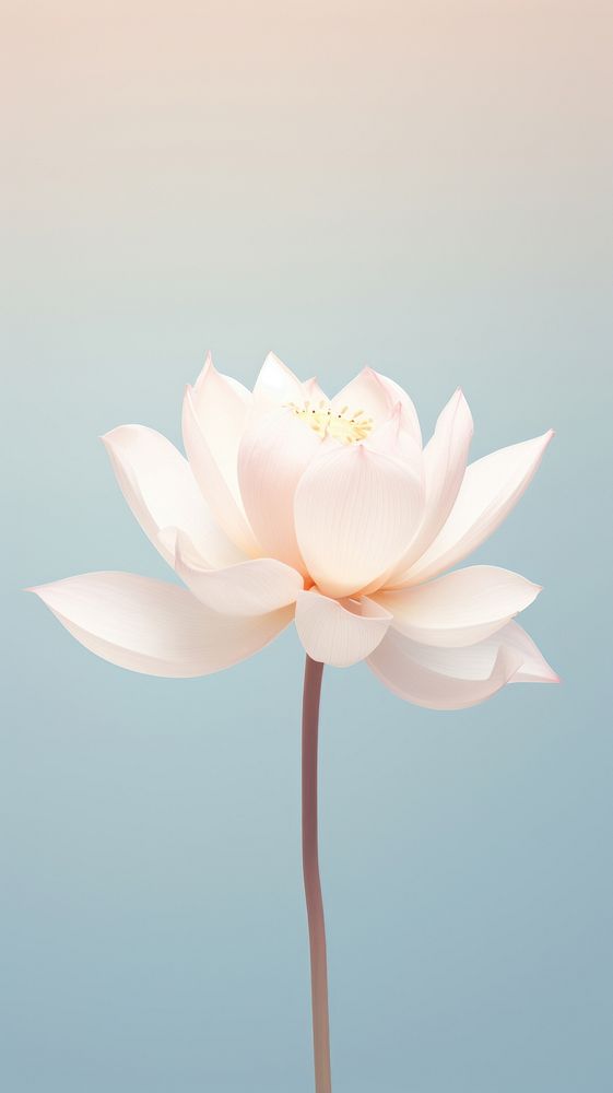 White lotus flower blossom petal plant.