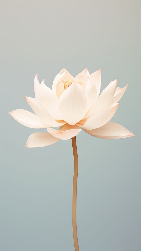 White lotus flower petal plant lily.
