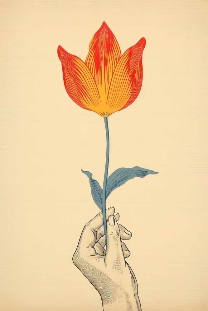 An isolated hand hold tulip flower art drawing.