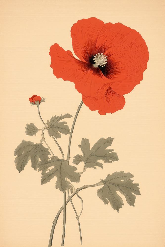 An isolated poppy flower hibiscus plant.