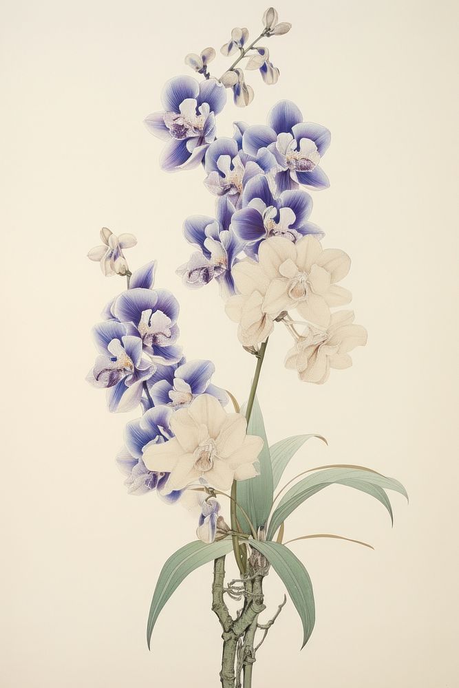 An isolated royal orchid bouquet flower art blossom.