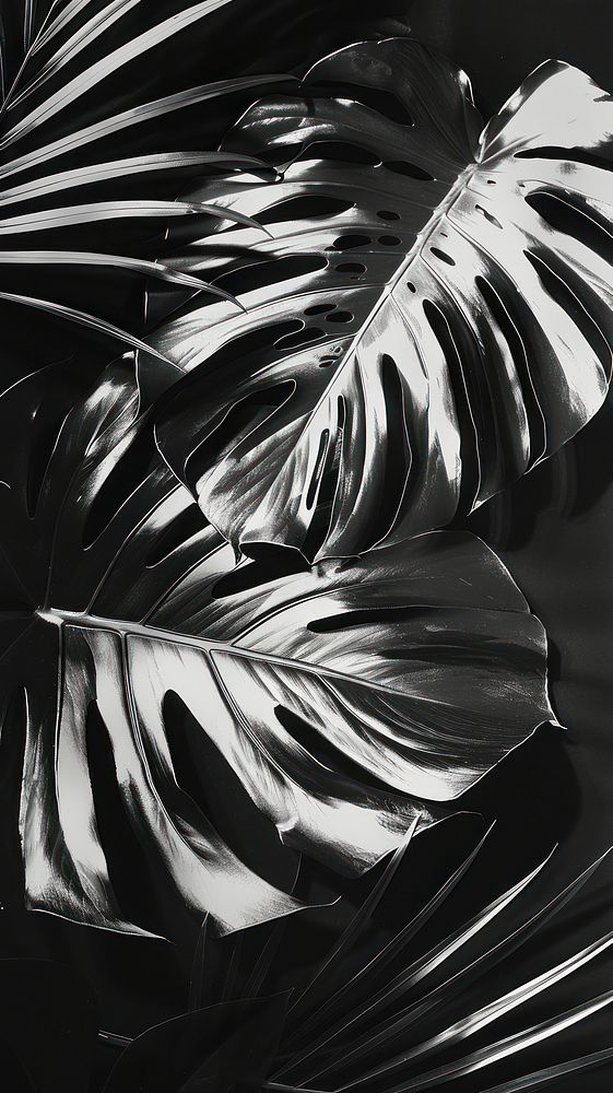 A monstera leaf black backgrounds monochrome.