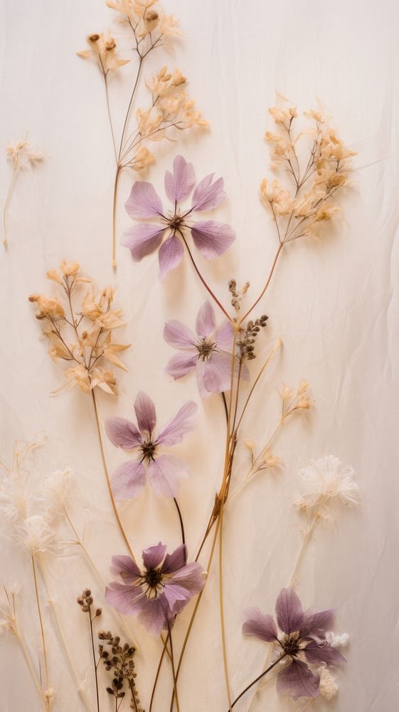 Bouquet real pressed lots winter small flower wallpaper petal plant inflorescence.