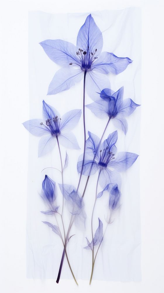 Real pressed bluebells flower petal plant inflorescence.