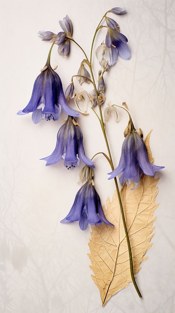 Real pressed bluebell and lilac flower plant petal leaf.
