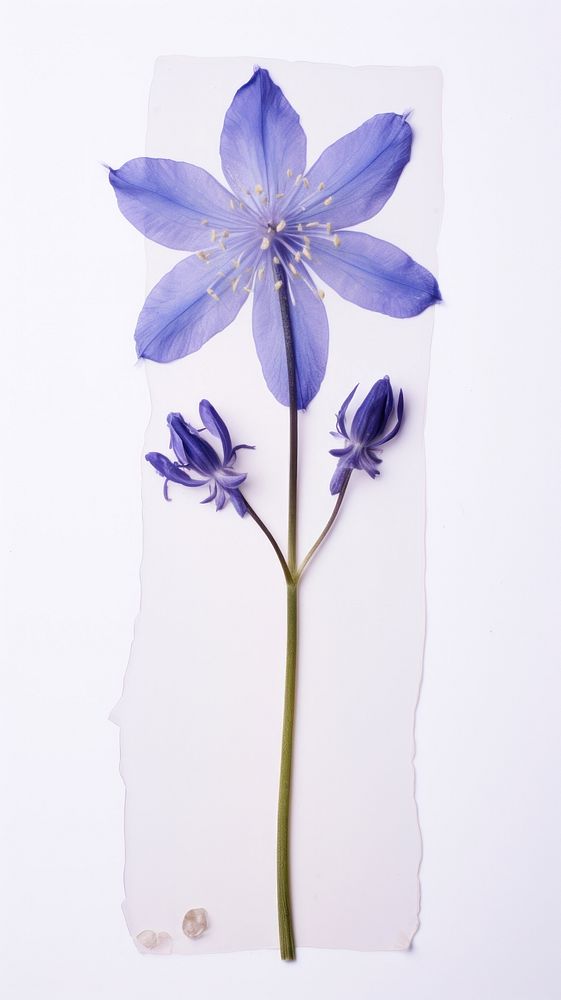 Real pressed bluebells flower blossom petal plant.
