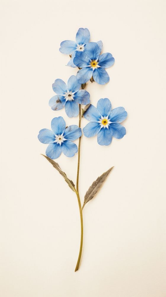 Real pressed forget me not flower blossom petal plant.