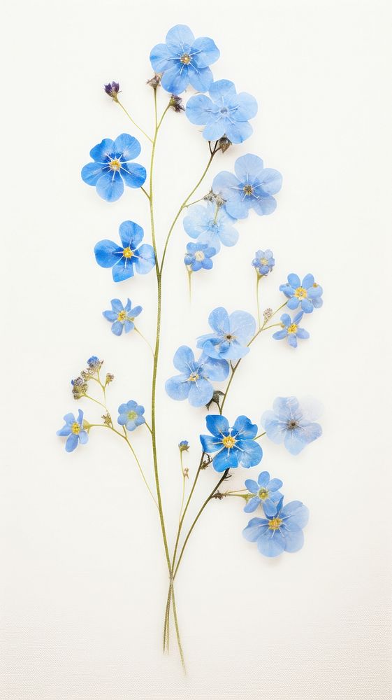 Real pressed forget me not flower blossom plant petal.
