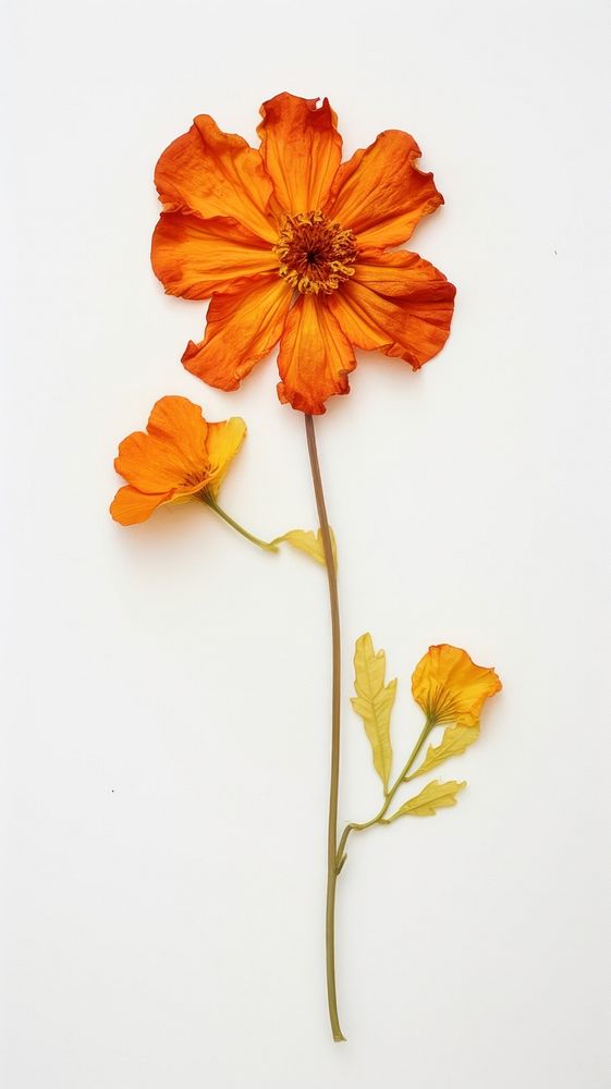Real pressed french marigoldsflower petal plant inflorescence.