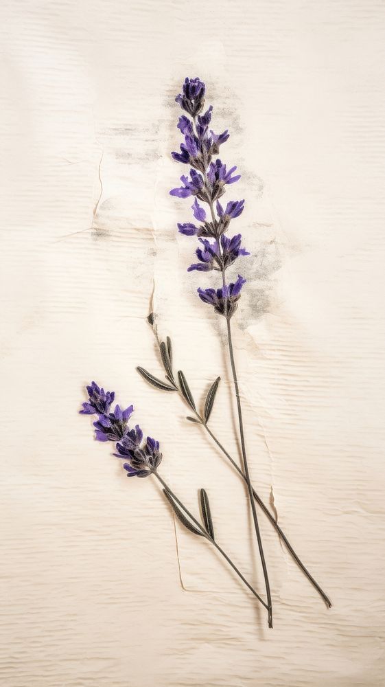 Real pressed lavender flower plant herb.