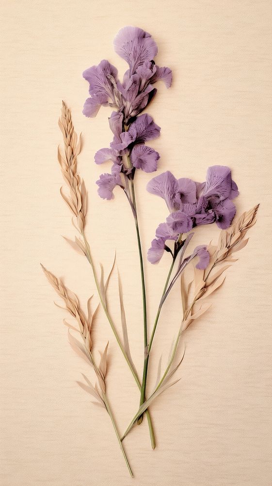 Real pressed lavender flower purple.