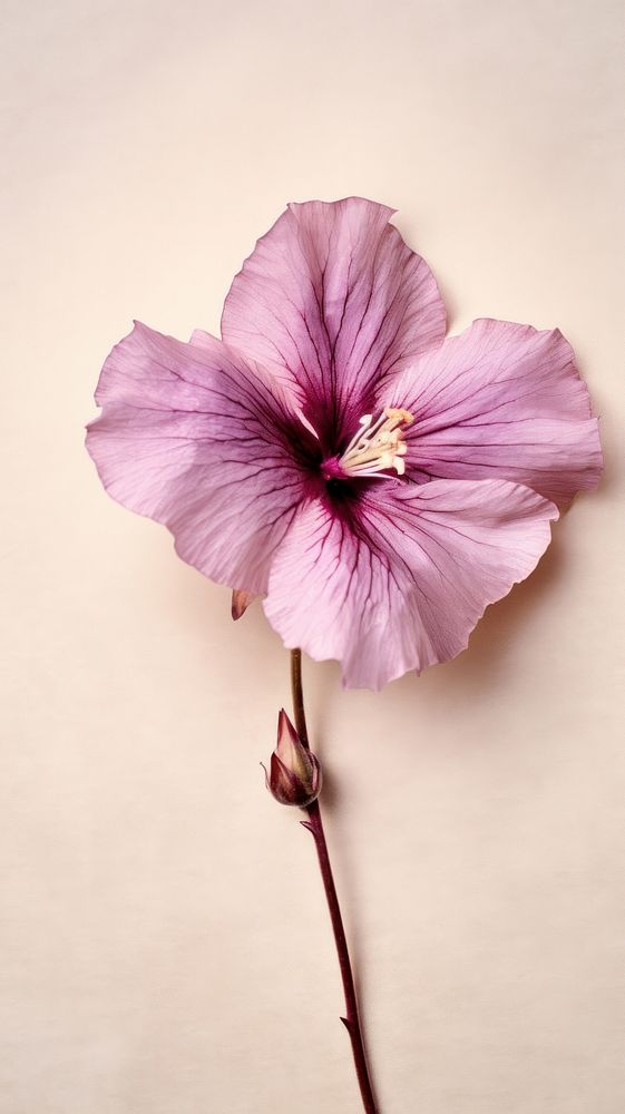 Real pressed rose of sharon flower hibiscus blossom petal.