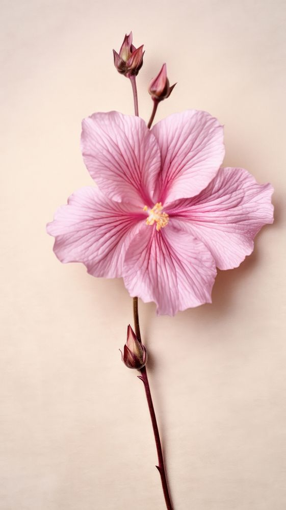 Real pressed rose of sharon flower hibiscus blossom petal.