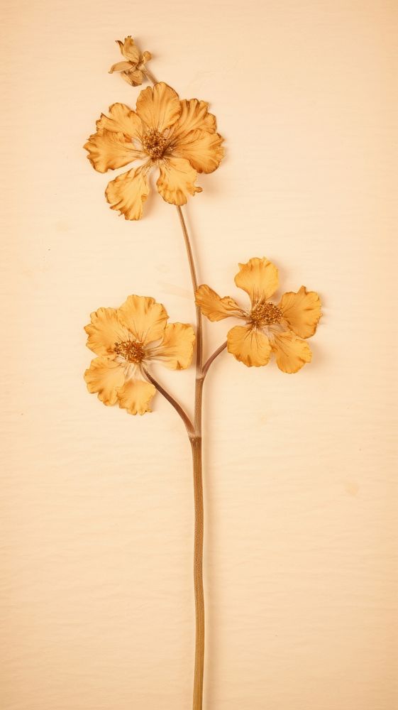 Real pressed verbenas flower plant petal wall.