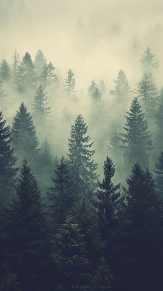 Misty landscape with fir tropical forest mist outdoors woodland.