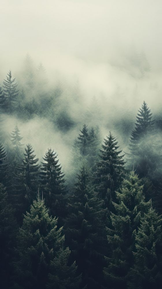 Misty landscape with fir tropical forest mist outdoors woodland.