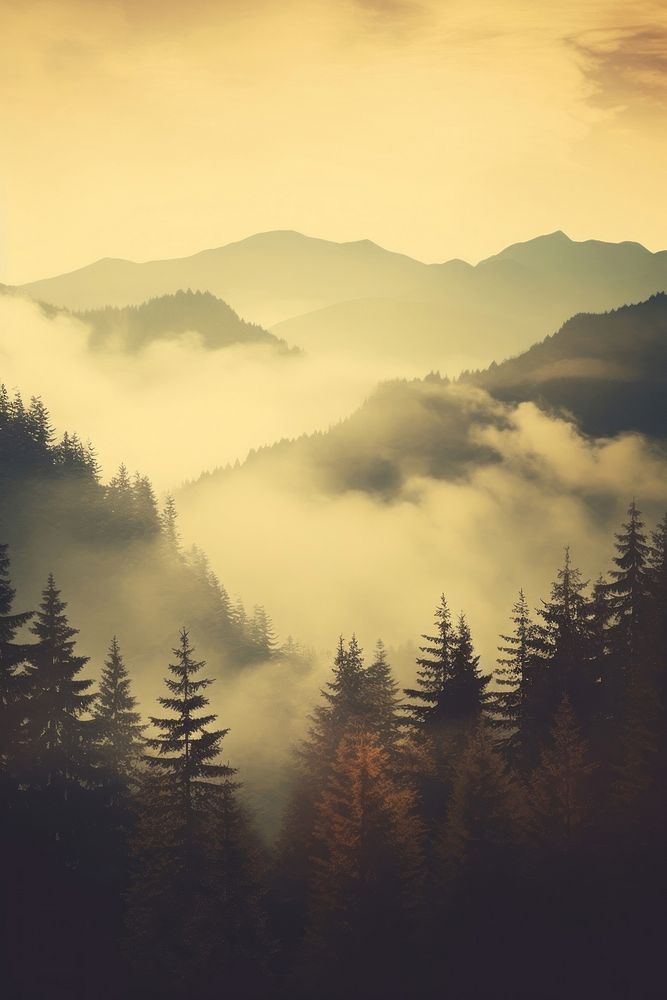 Misty landscape with Sunny Forest forest mist outdoors.