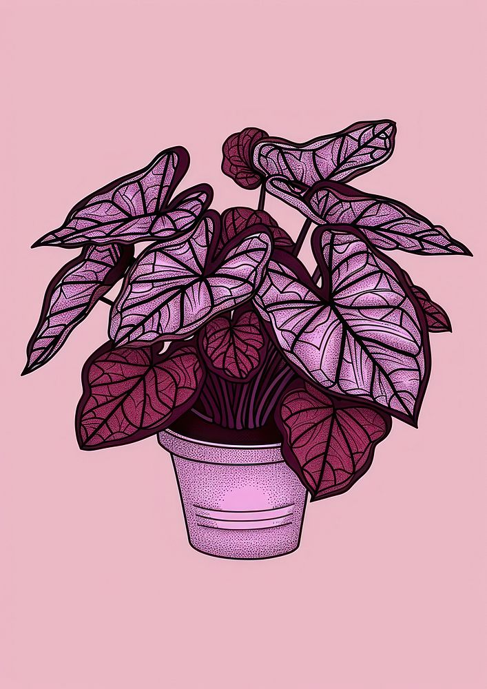 Caladium plant houseplant purple leaf.