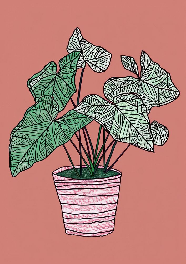 Caladium plant houseplant drawing sketch.