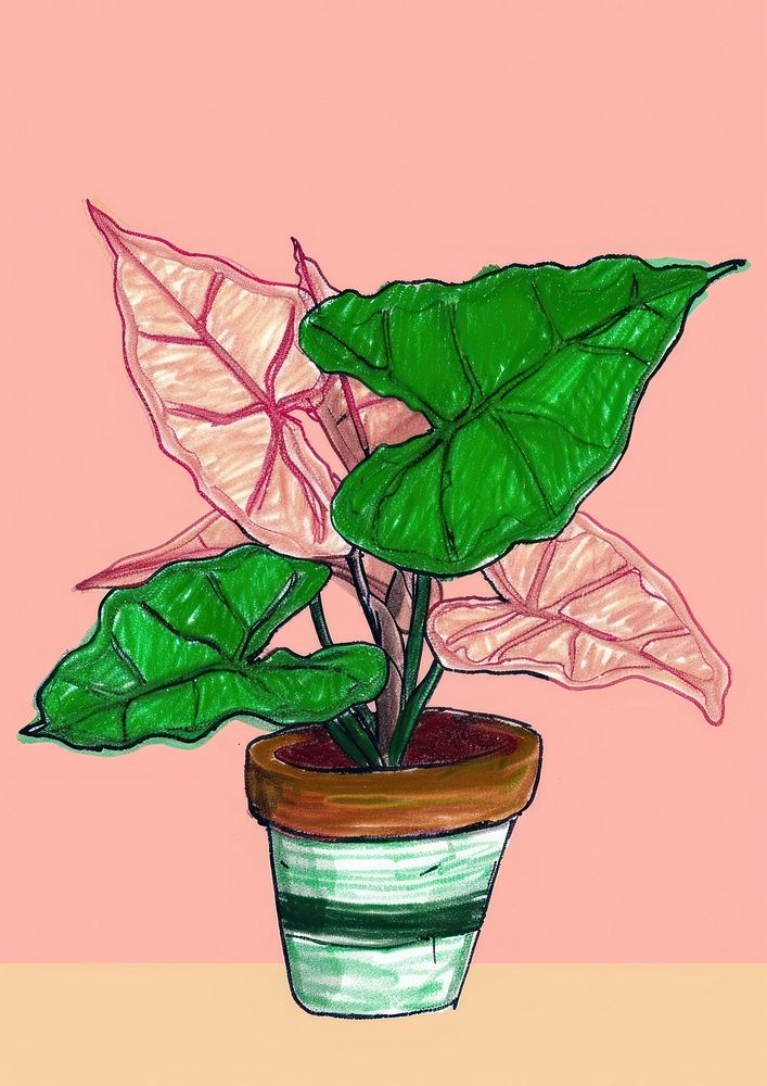 Caladium plant houseplant leaf creativity.
