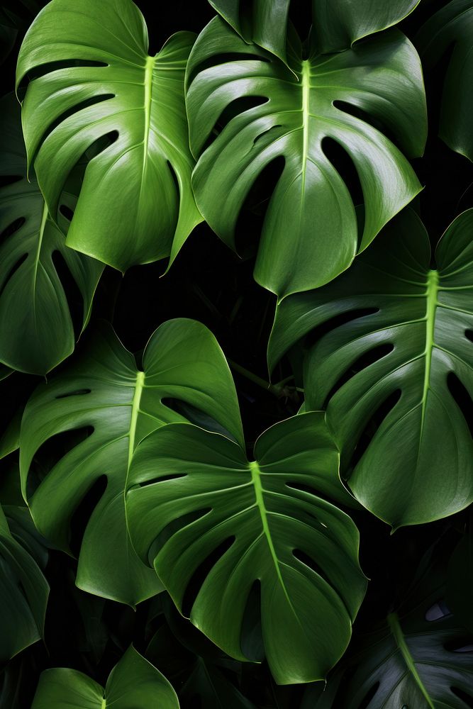 Fresh green Philodendron Xanadu leaves backgrounds plant leaf.
