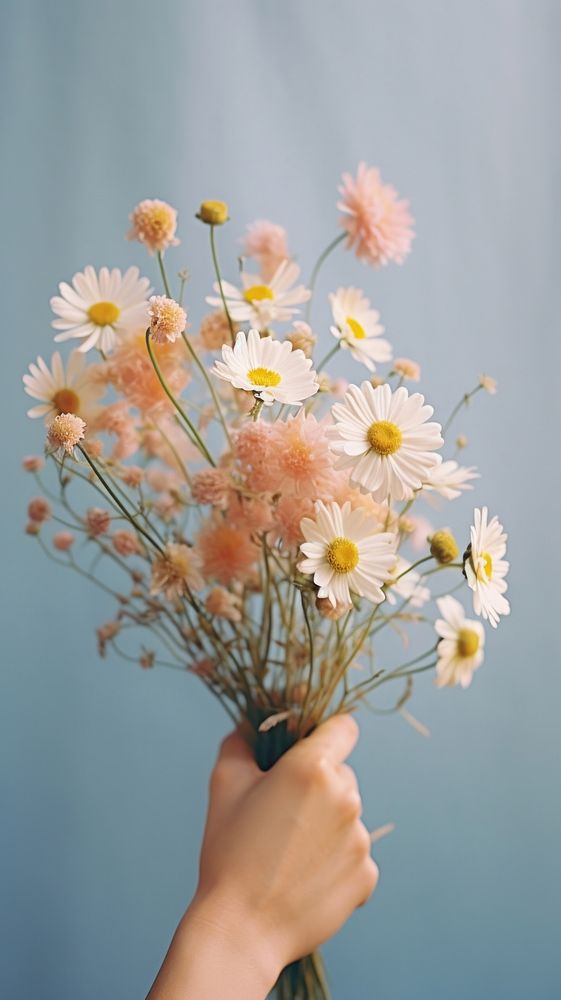 Photography hand holding flowers daisy plant petal.