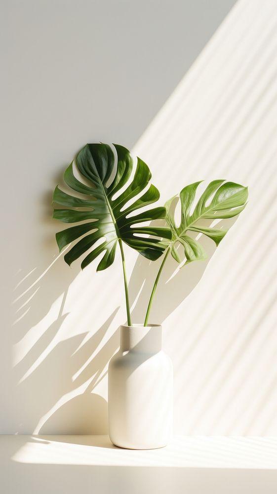 Monstera over white wall plant leaf houseplant.