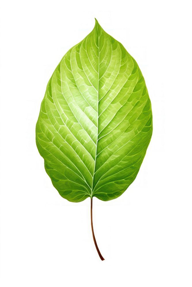 Leaf plant xanthosoma freshness.