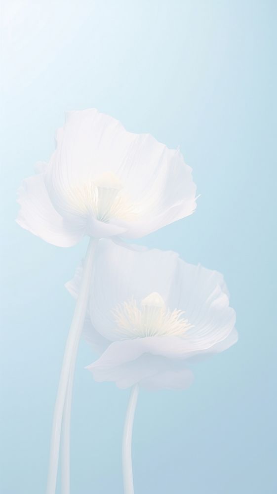 Blurred gradient illustration white poppy flowers blossom petal plant.