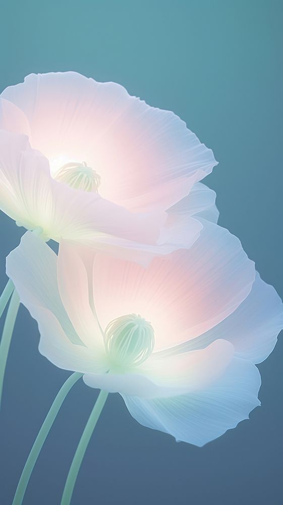 Blurred gradient illustration white poppy flowers petal plant pink.