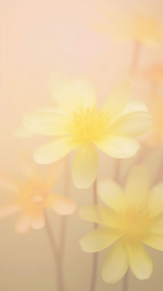 Blurred gradient illustration yellow flowers backgrounds blossom nature.