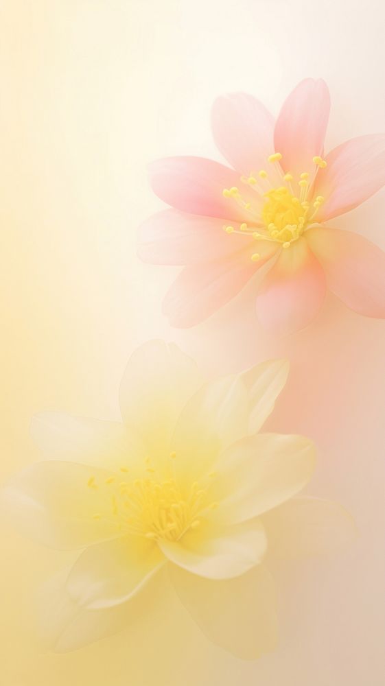 Blurred gradient illustration yellow flowers backgrounds blossom petal.