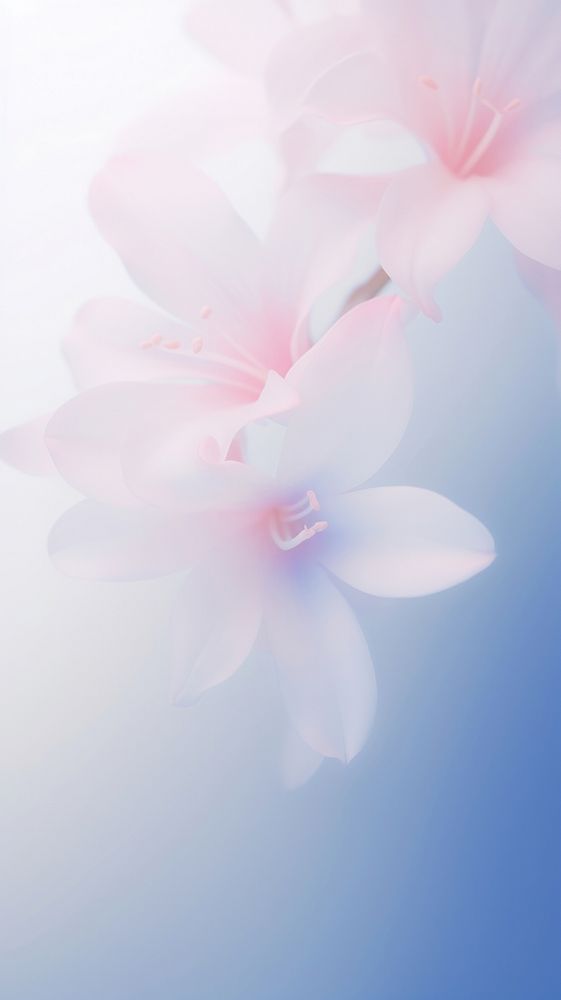 Blurred gradient illustration pink flowers backgrounds outdoors blossom.